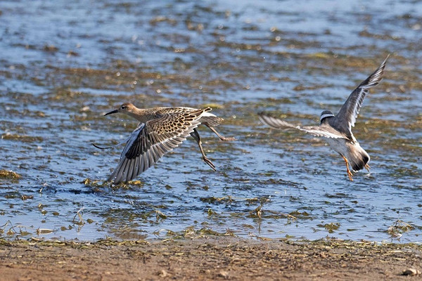 Bird sightings Friday, 07 August 2026