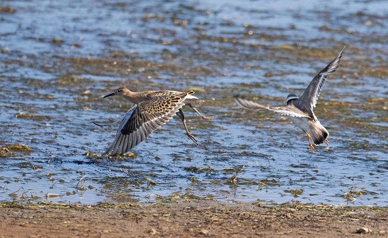 Aggressive Ringed Plover chasing a Ruff - John Hewitt.