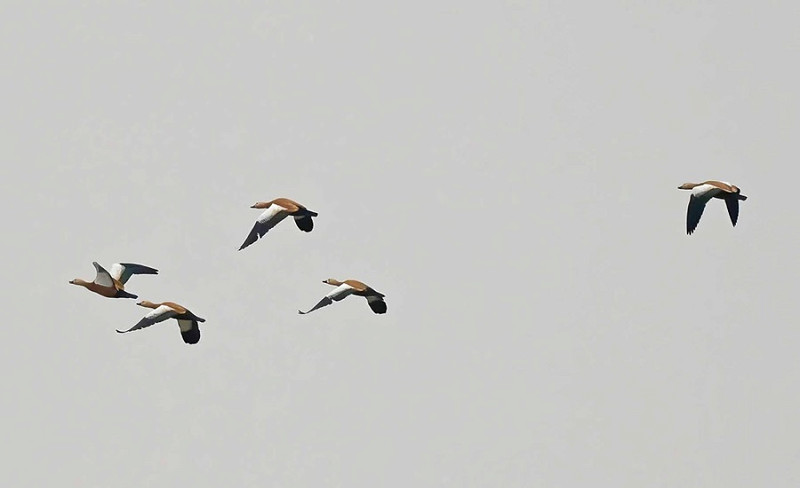 Ruddy Shelducks - John Hewitt.