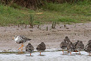 Ruff with Redshanks - John Hewitt.