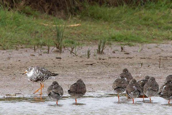 Ruff with Redshanks - John Hewitt.