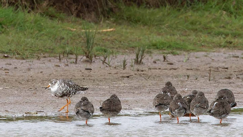 Ruff with Redshanks - John Hewitt.