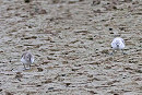 Dunlin and Sanderling battling the wind - John Hewitt.