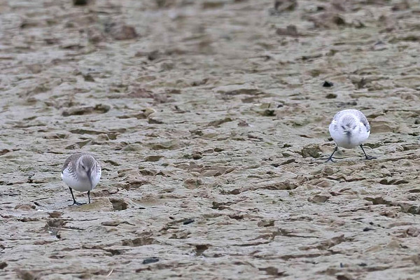 Bird sightings Saturday, 23 November 2024