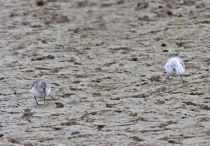 Dunlin and Sanderling battling the wind - John Hewitt.