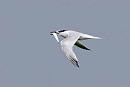 Sandwich Tern - John Hewitt.