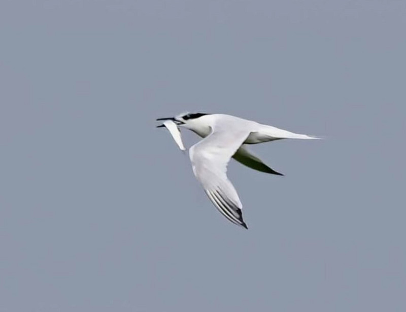 Sandwich Tern - John Hewitt.