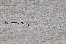 Common Scoters and Teal - John Hewitt.