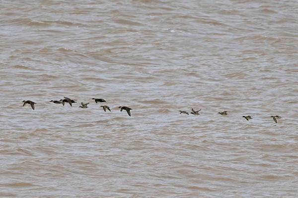 Common Scoters and Teal - John Hewitt.