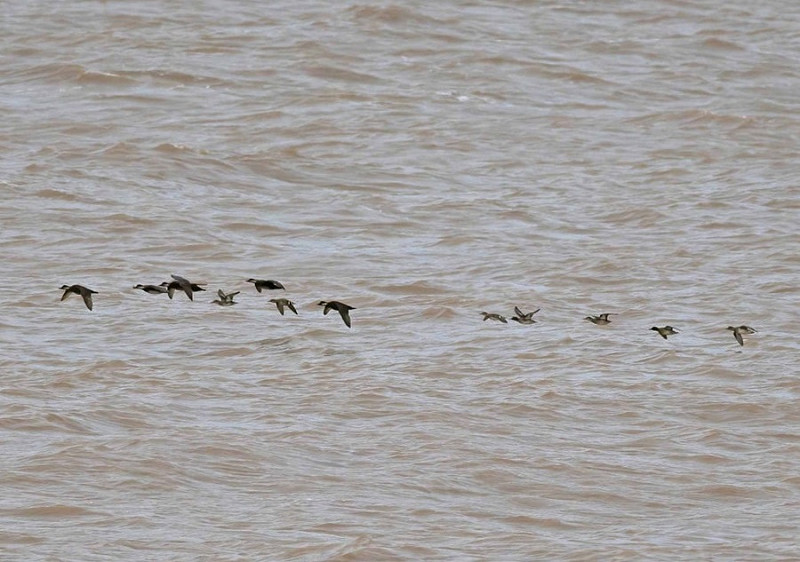 Common Scoters and Teal - John Hewitt.