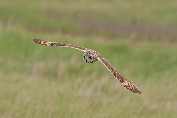 Bird sightings Wednesday, 13 May 2026
