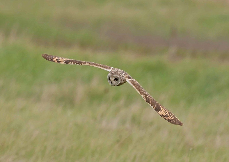 Short-eared Owl - John Hewitt.