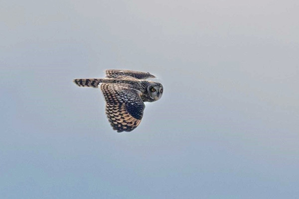 Bird sightings Monday, 31 August 2026