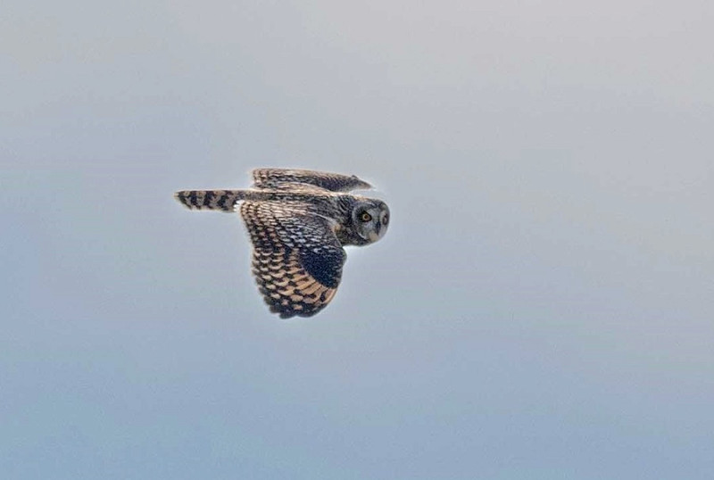 Short-eared Owl - John Hewitt.