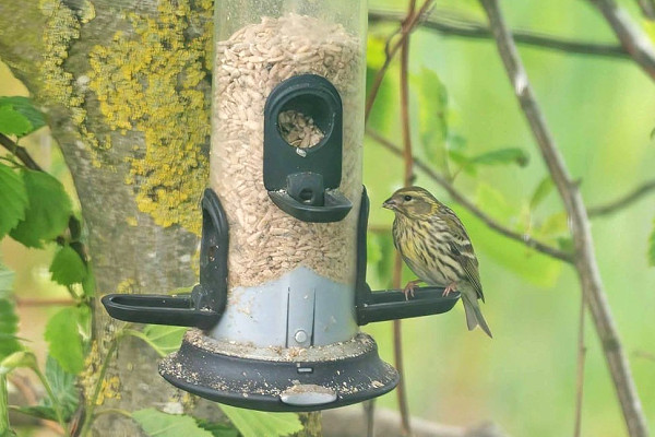 Bird sightings Monday, 01 June 2026