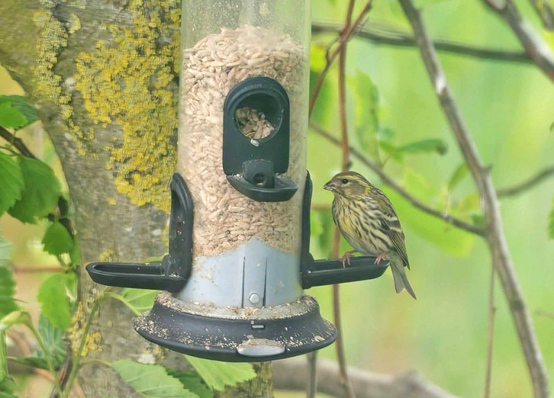 Serin - John Hewitt.