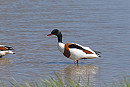 Shelduck - John Hewitt.