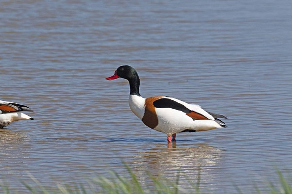 Latest sightings