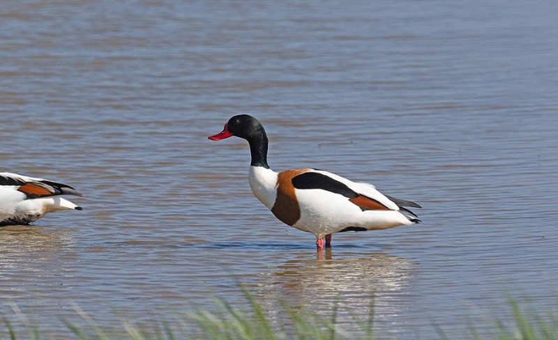 Shelduck - John Hewitt.