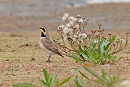 Shore Lark - John Hewitt.