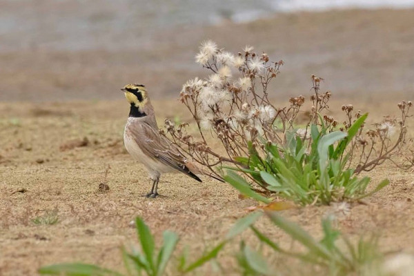 Shore Lark - John Hewitt.