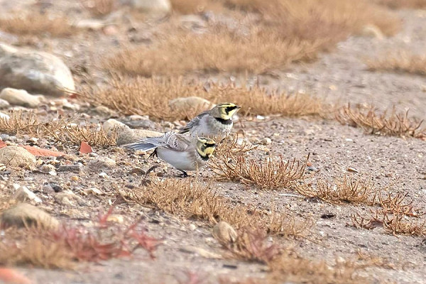 Bird sightings Friday, 31 October 2025