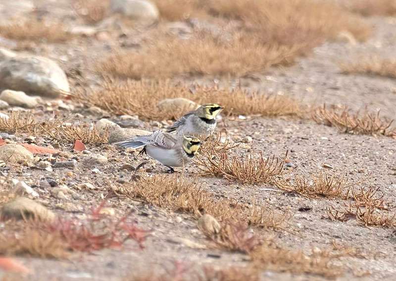 Shore Larks - John Hewitt.