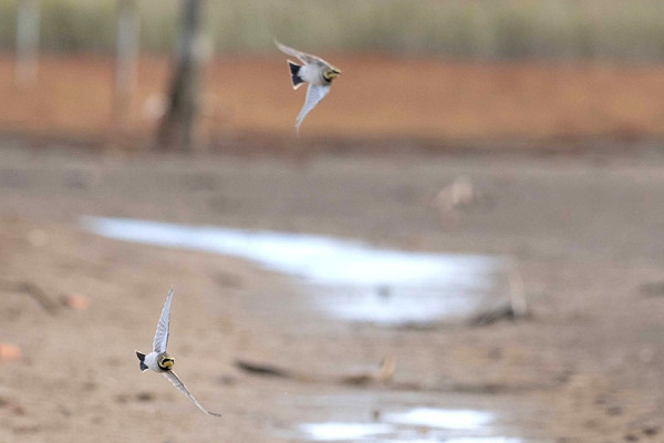Shore Larks - John Hewitt.