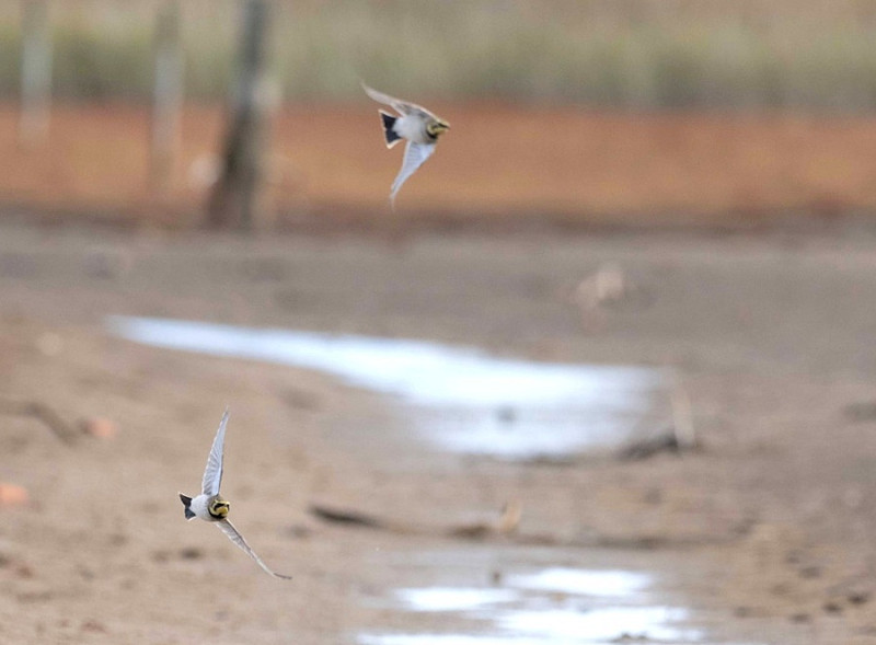 Shore Larks - John Hewitt.