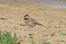 Shore Lark - John Hewitt.