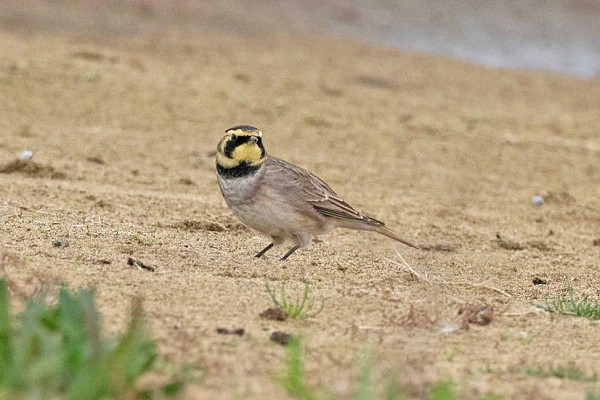 Shore Lark - John Hewitt.