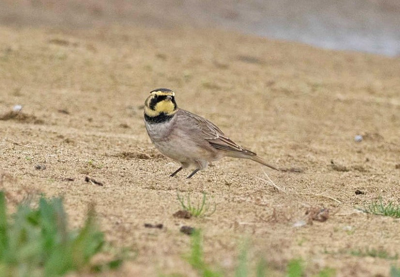 Shore Lark - John Hewitt.