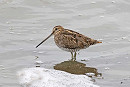 Snipe - John Hewitt.