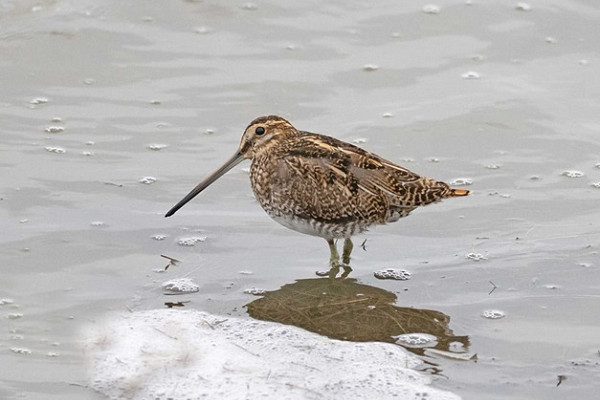 Snipe - John Hewitt.