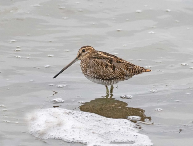 Snipe - John Hewitt.