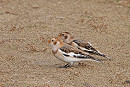 Snow Buntings - John Hewitt.