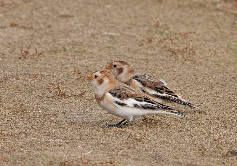 Snow Buntings - John Hewitt.