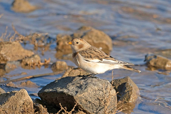 Bird sightings Wednesday, 05 November 2025