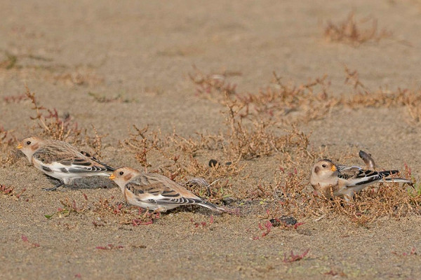 Snow Buntings - John Hewitt.