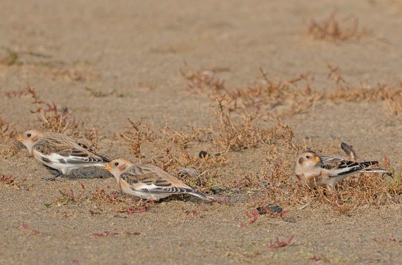 Snow Buntings - John Hewitt.