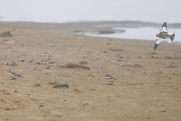 Snow Buntings - John Hewitt.