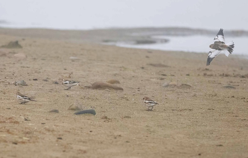 Snow Buntings - John Hewitt.