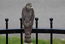 Sparrowhawk - John Hewitt.