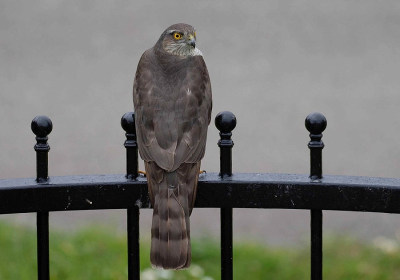 Sparrowhawk - John Hewitt.