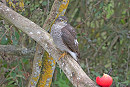 Sparrowhawk exploring its options - John Hewitt.