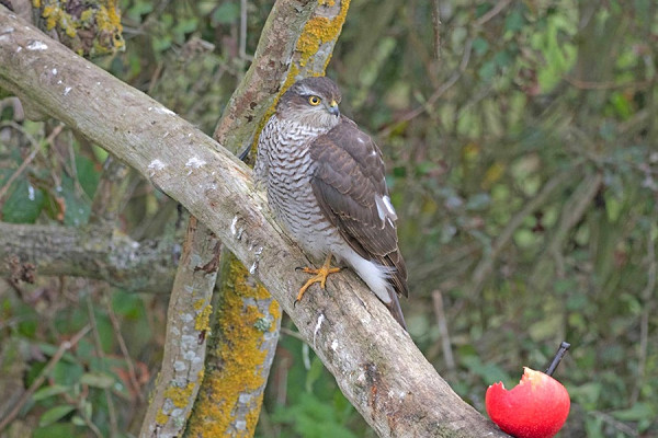 Bird sightings Sunday, 17 November 2024