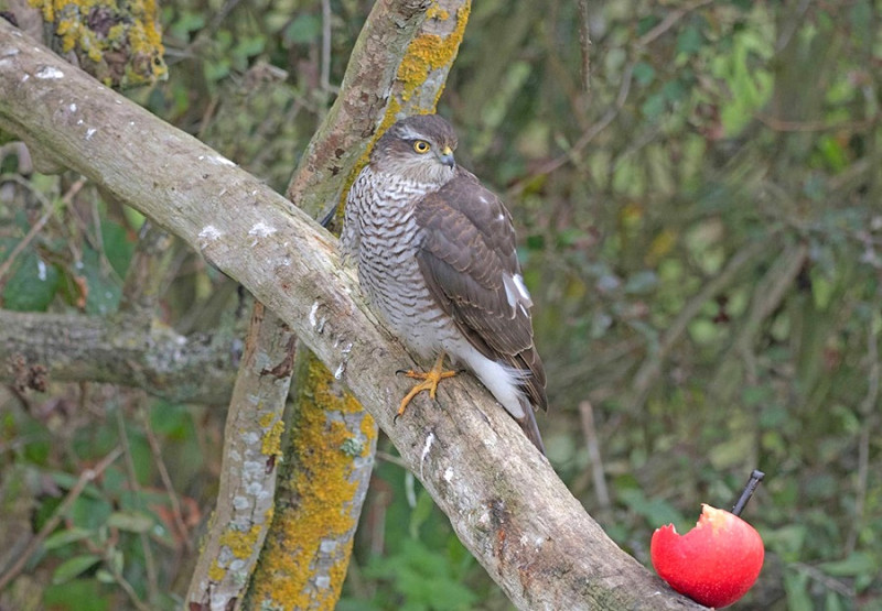 Sparrowhawk exploring its options - John Hewitt.