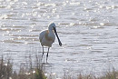 Spoonbill - John Hewitt.