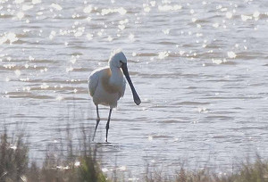 Bird sightings Tuesday, 05 May 2026