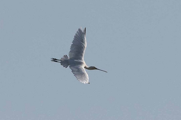 Spoonbill - John Hewitt.